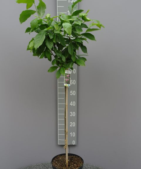 Magnolia Susan