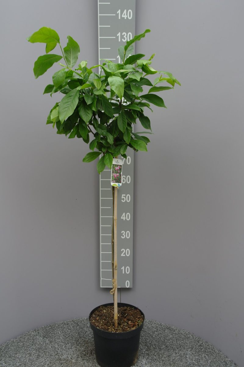 Magnolia Susan