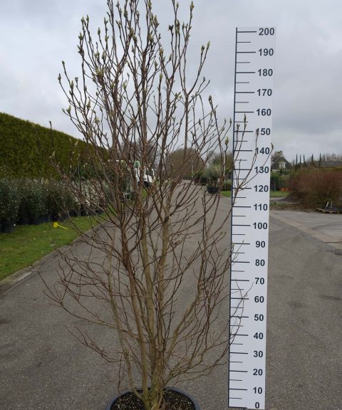 Magnolia Susan multistam
