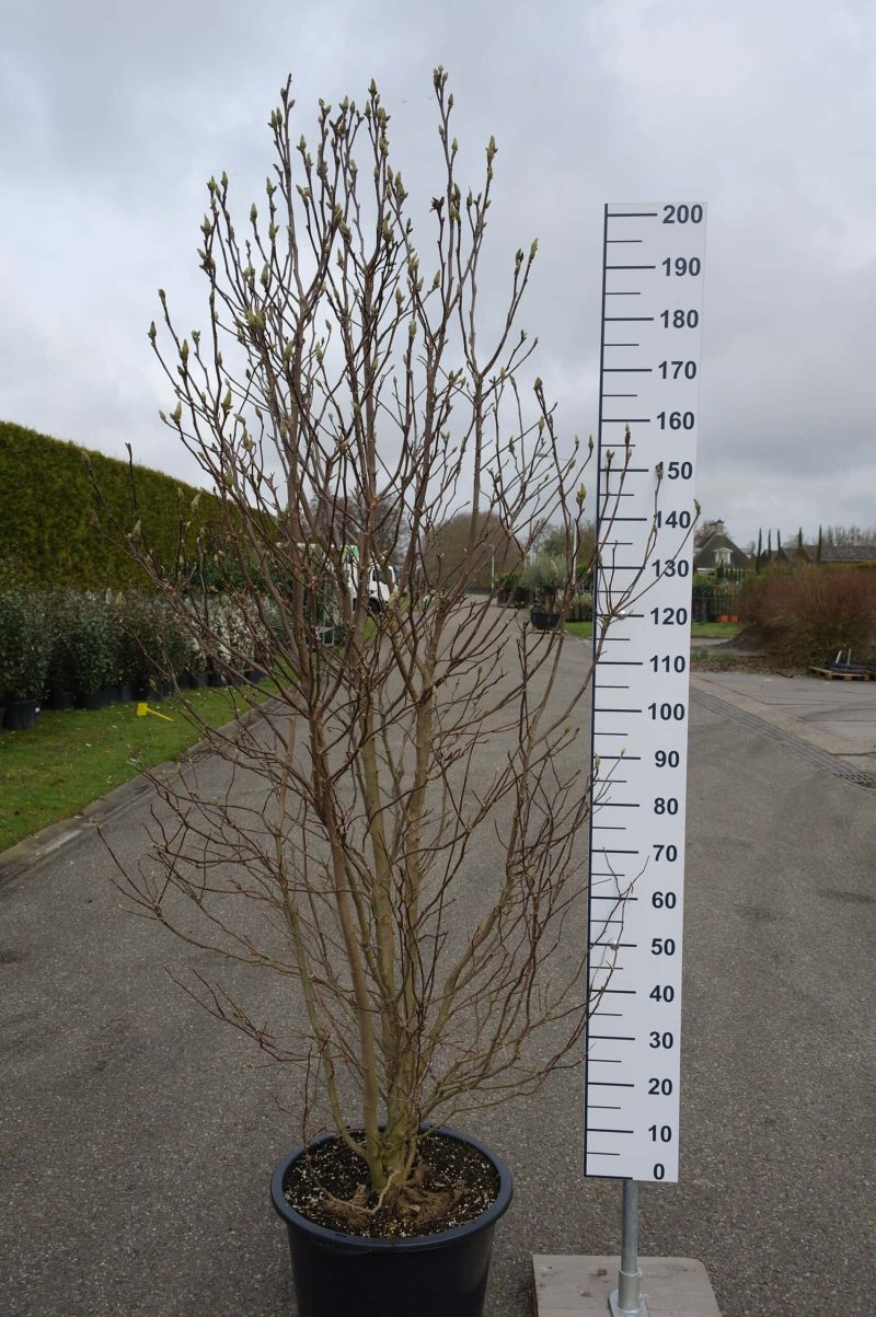 Magnolia Susan multistam