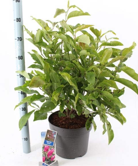 Magnolia Susan