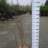 Magnolia 'Tripetale'