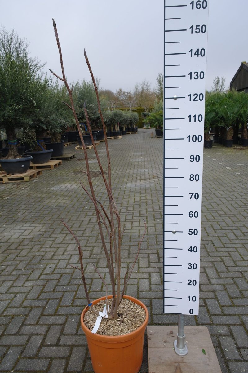 Magnolia 'Tripetale'