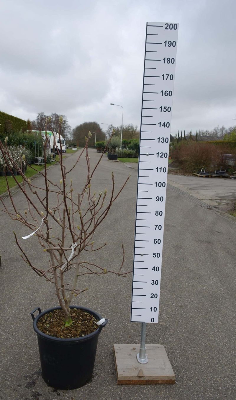 Magnolia 'Vulcano'