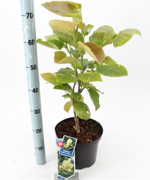 Magnolia 'Yellow Lantern'