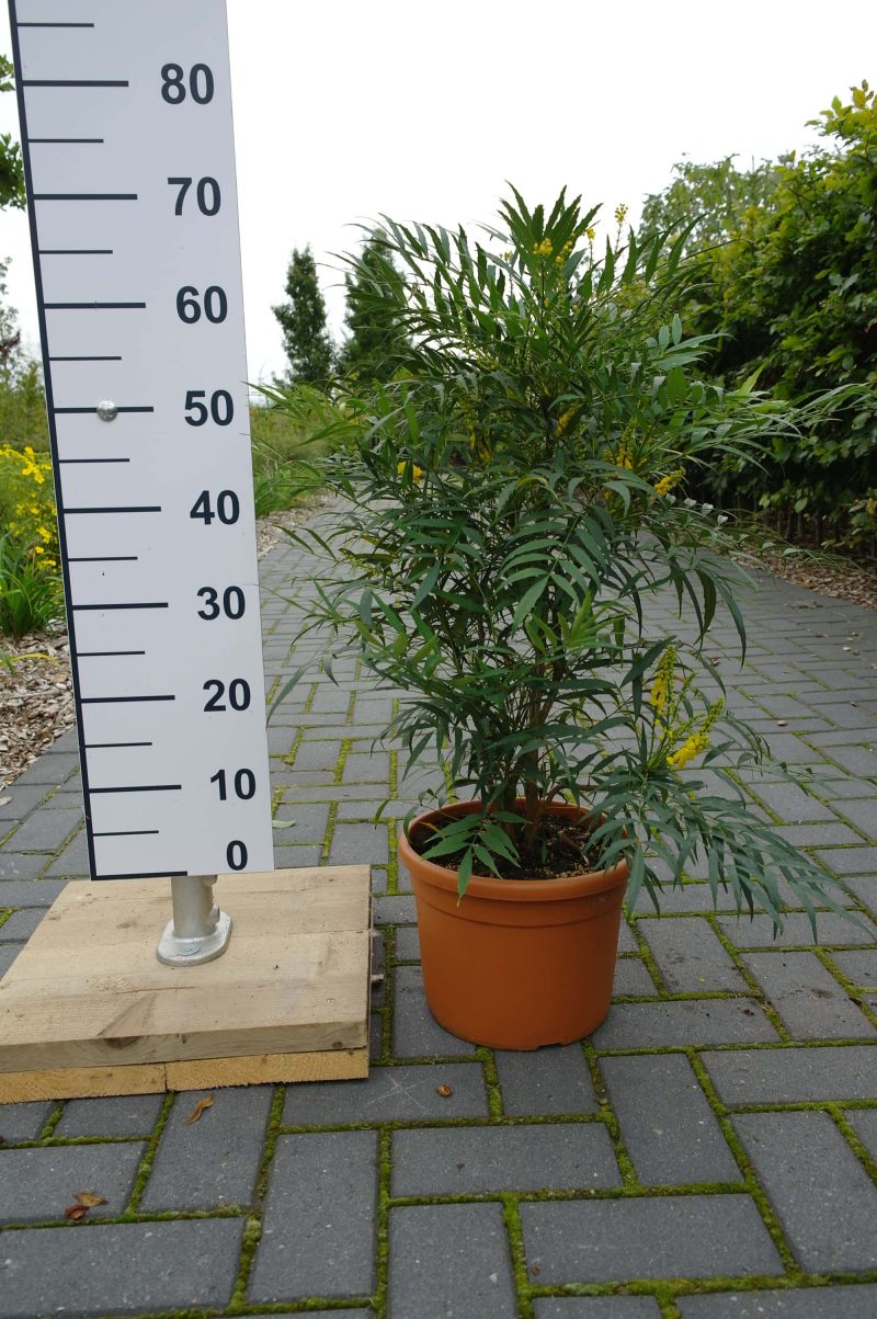 Mahonia Narihira