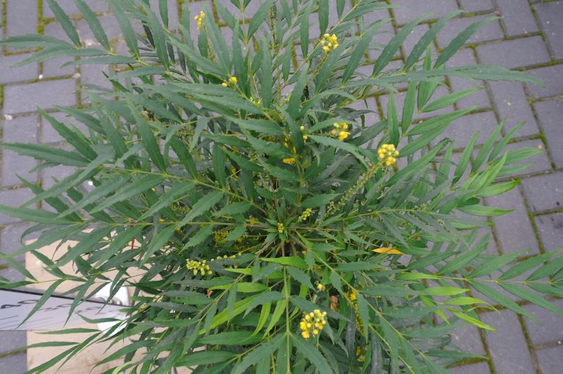 Mahonia Narihira - Afbeelding 2
