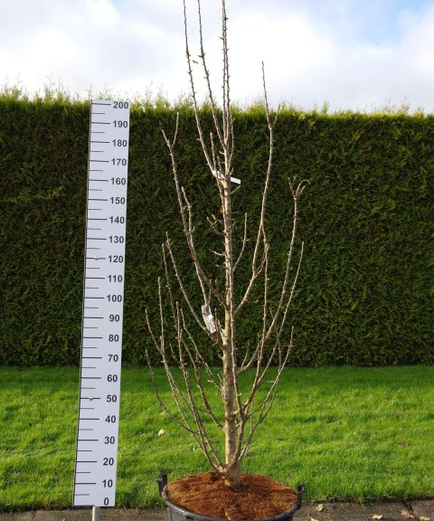 Malus Ballerina 'Bolero'