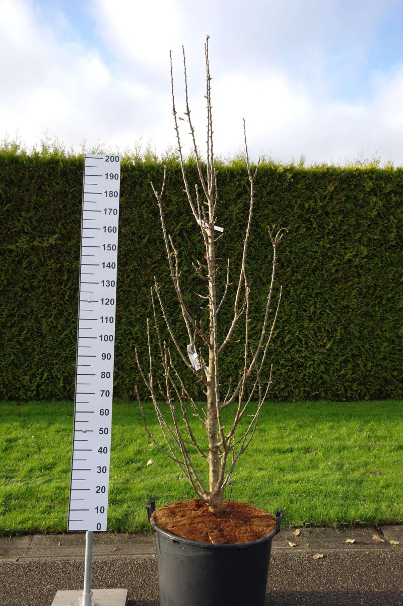 Malus Ballerina 'Bolero'