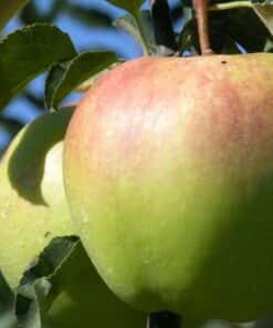 Malus 'Bolero'