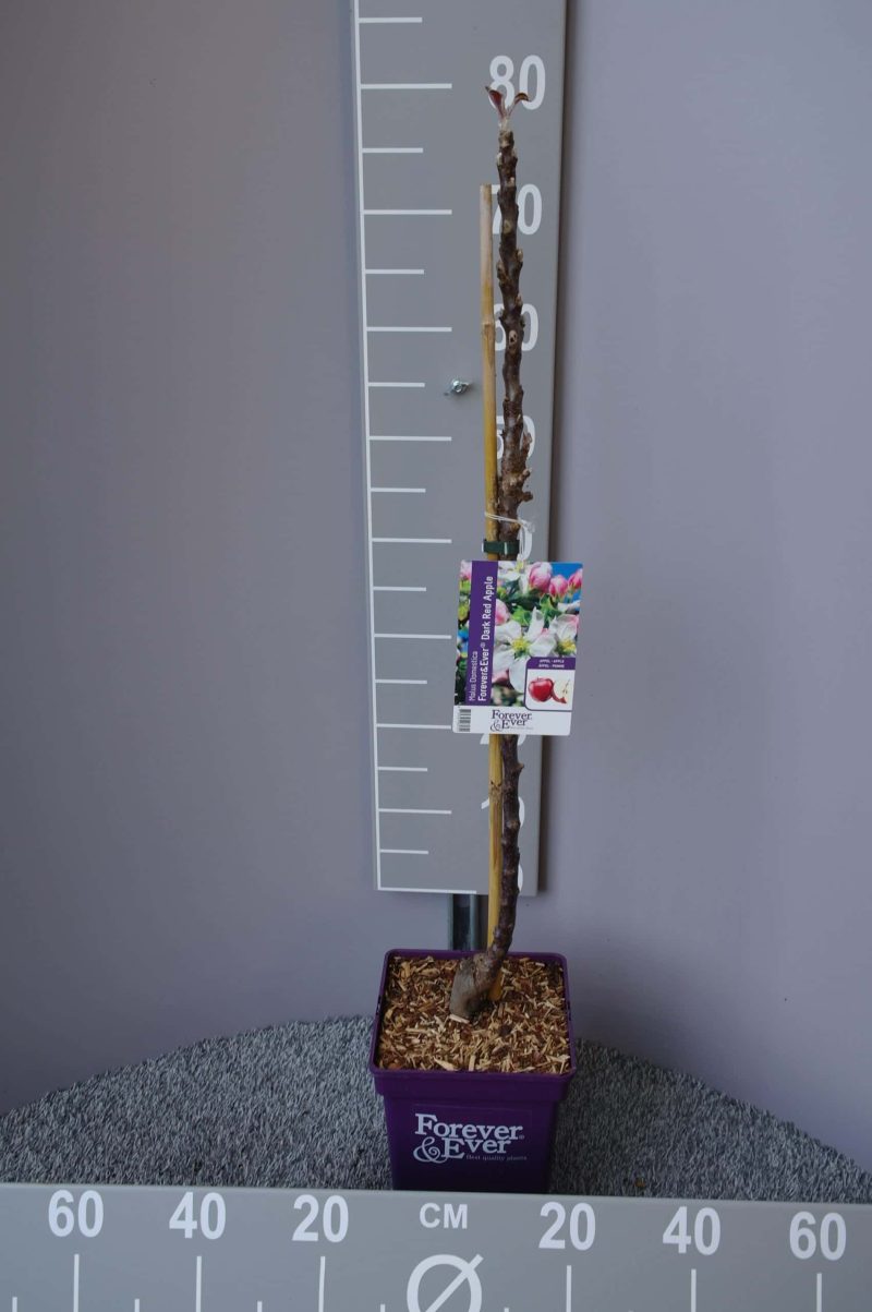 Donker rode appel patioboom - Afbeelding 2