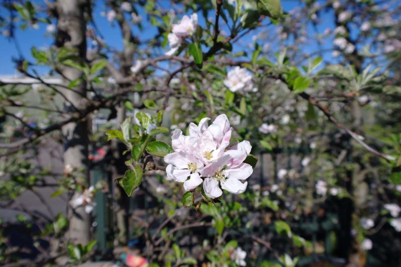 Malus Elstar - Afbeelding 4