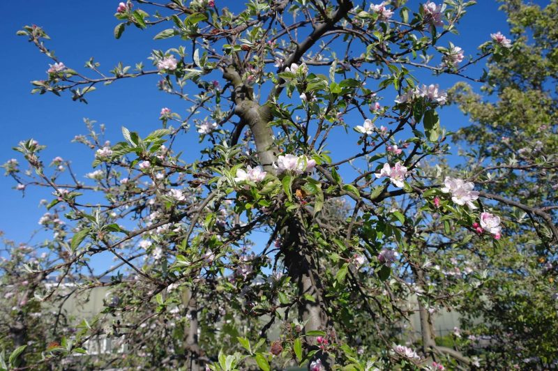 Malus Elstar - Afbeelding 3