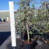 Malus Elstar oude boom