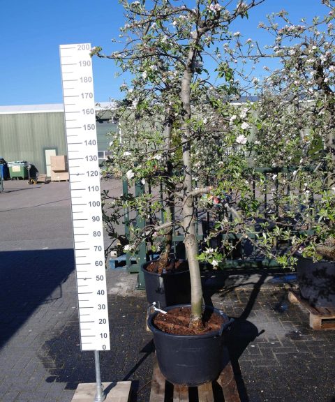 Malus Elstar oude boom