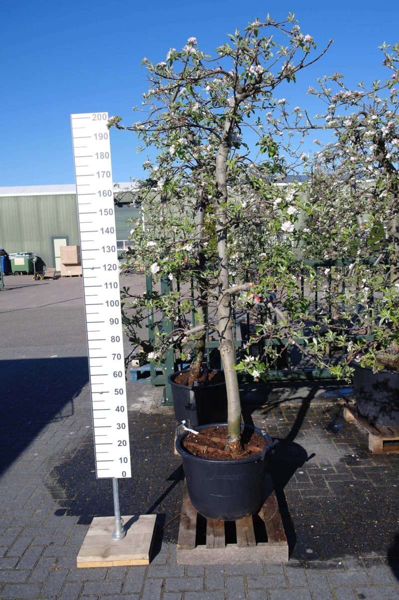 Malus Elstar oude boom