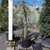Malus Elstar