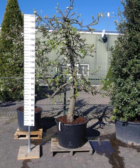 Malus Elstar