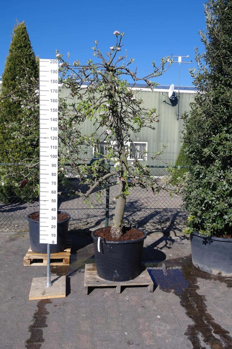 Malus Elstar