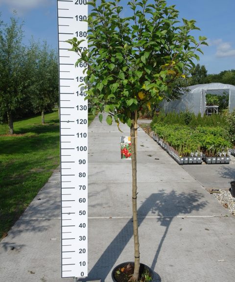 Malus Evereste op stam