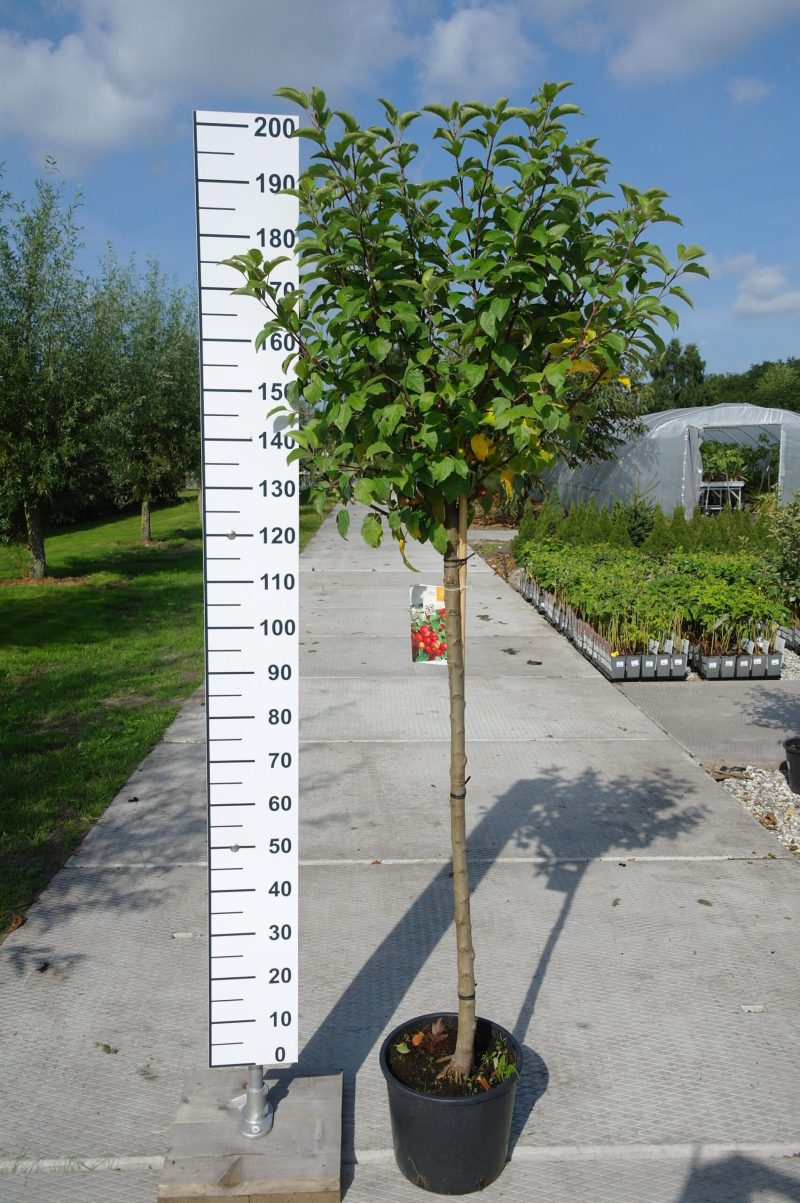 Malus Evereste op stam
