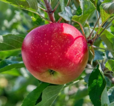 Malus domestica 'Fuji' kleine Lei-appelboom - Afbeelding 2