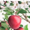 Malus domestica 'Gloster'
