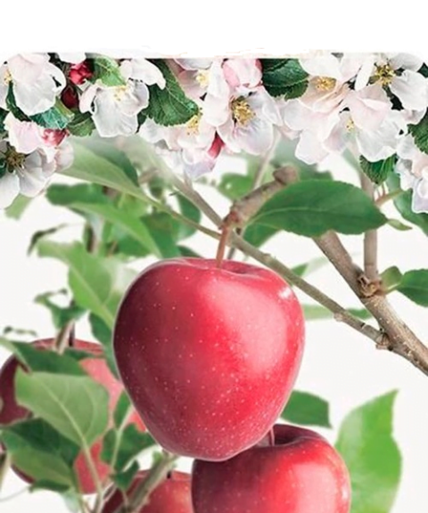 Malus domestica 'Gloster'