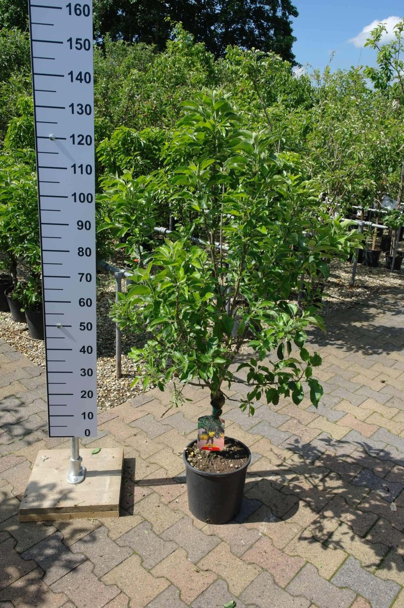 Malus Nano dwergappel groot - Afbeelding 5