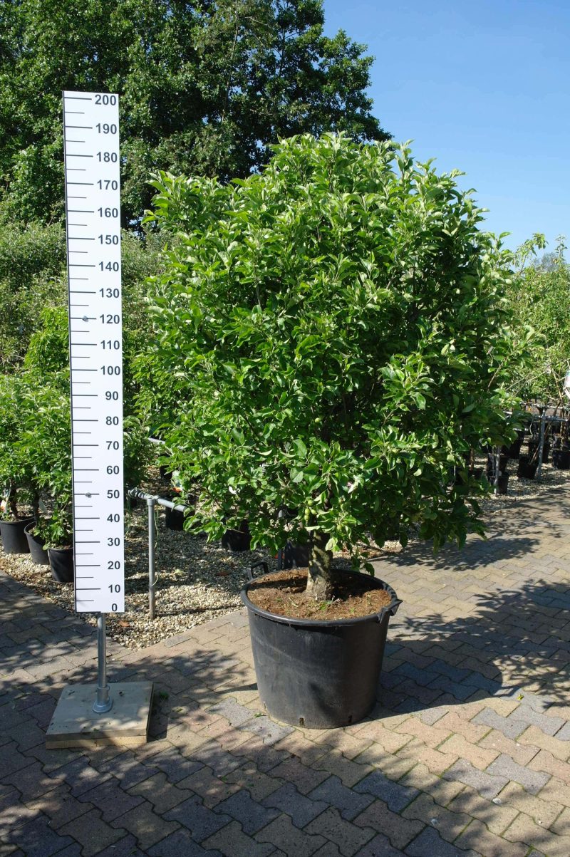 Malus Nano dwergappel groot
