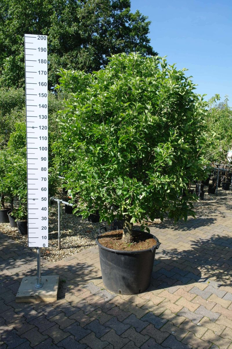 Malus Nano dwergappel groot - Afbeelding 4