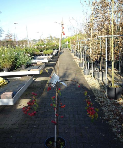 Malus Red Sentinal