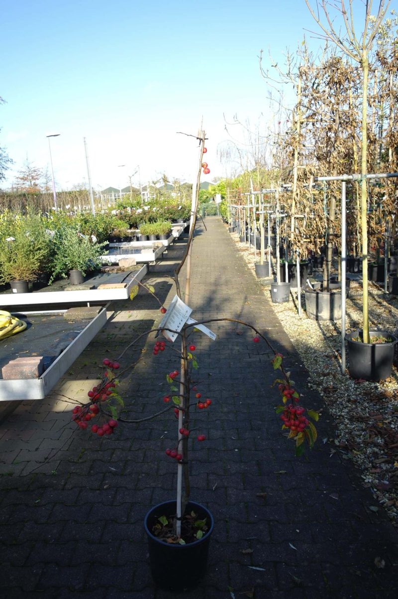 Malus Red Sentinal