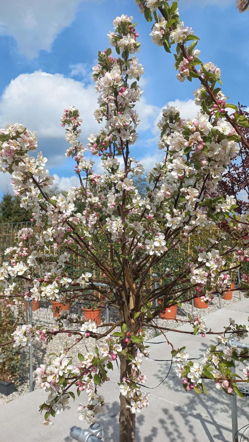 Malus Red Sentinal - Afbeelding 2