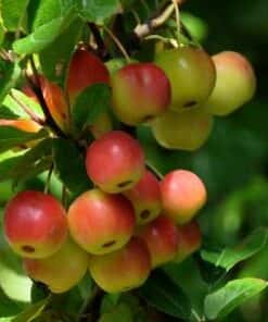 Malus Red Sentinal