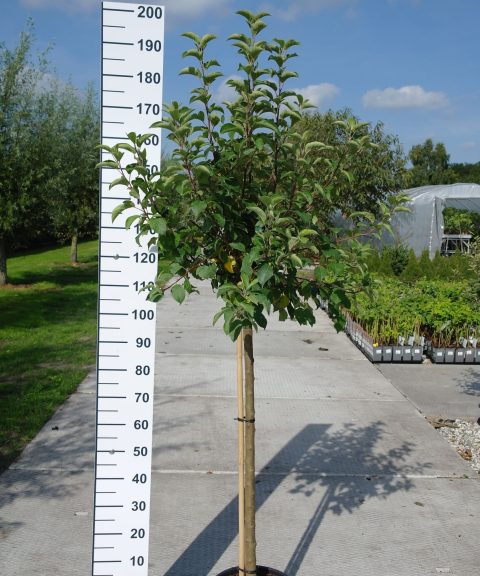 Malus Red Sentinal