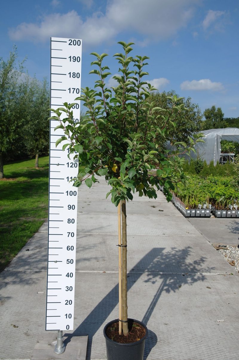 Malus Red Sentinal