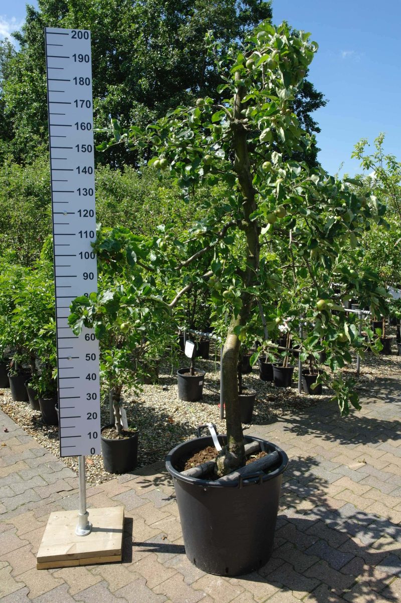 Malus Goudreinet oude boom