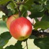 Malus 'Sonate'