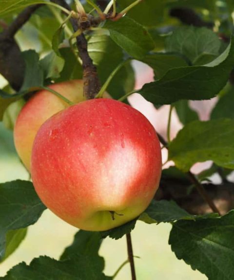 Malus 'Sonate'