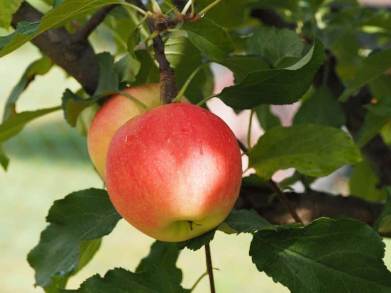 Malus 'Sonate'