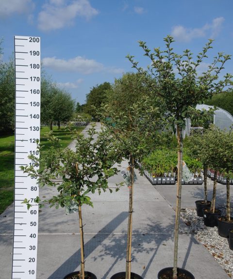 Malus Toringo Tina