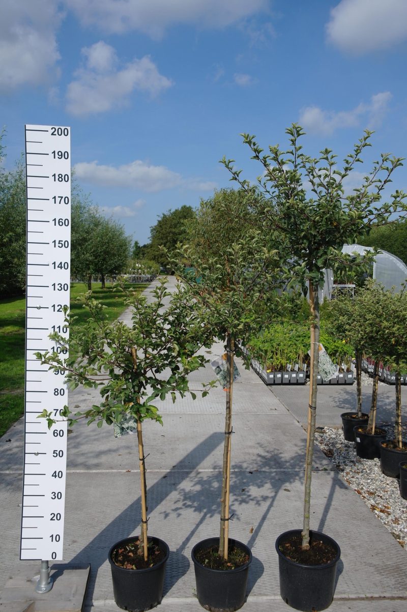 Malus Toringo Tina