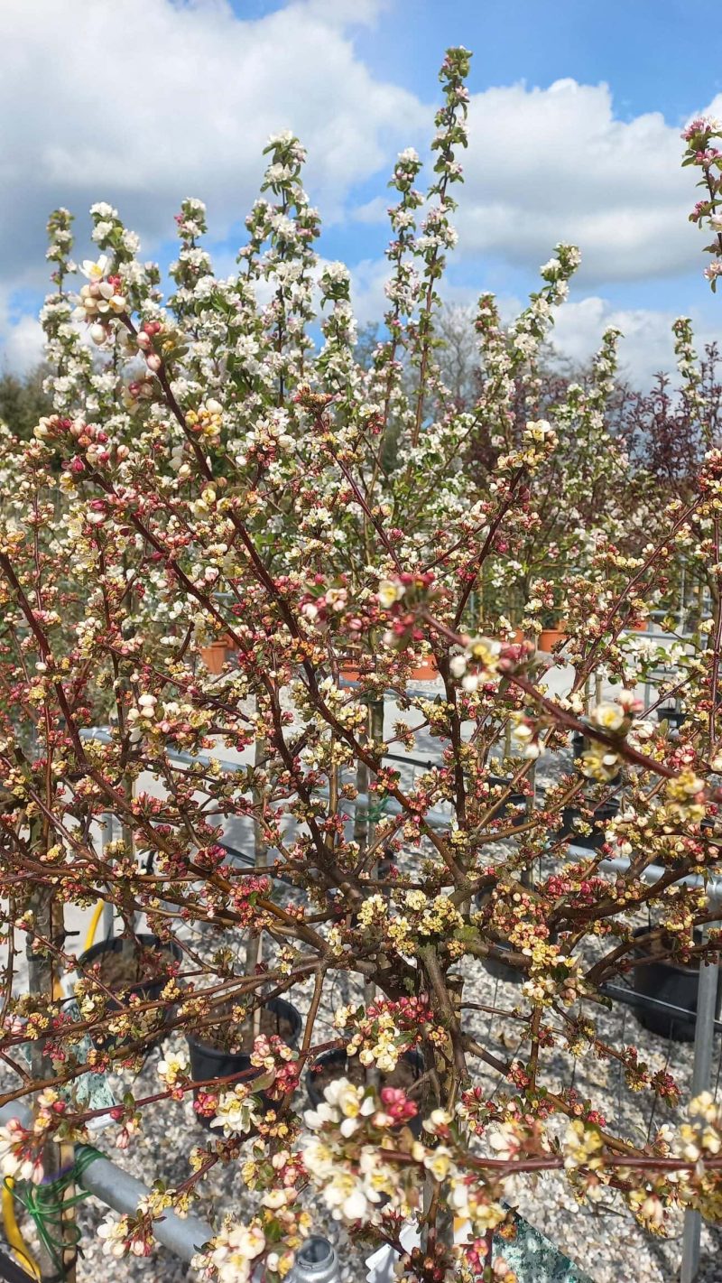 Malus Toringo Tina - Afbeelding 2