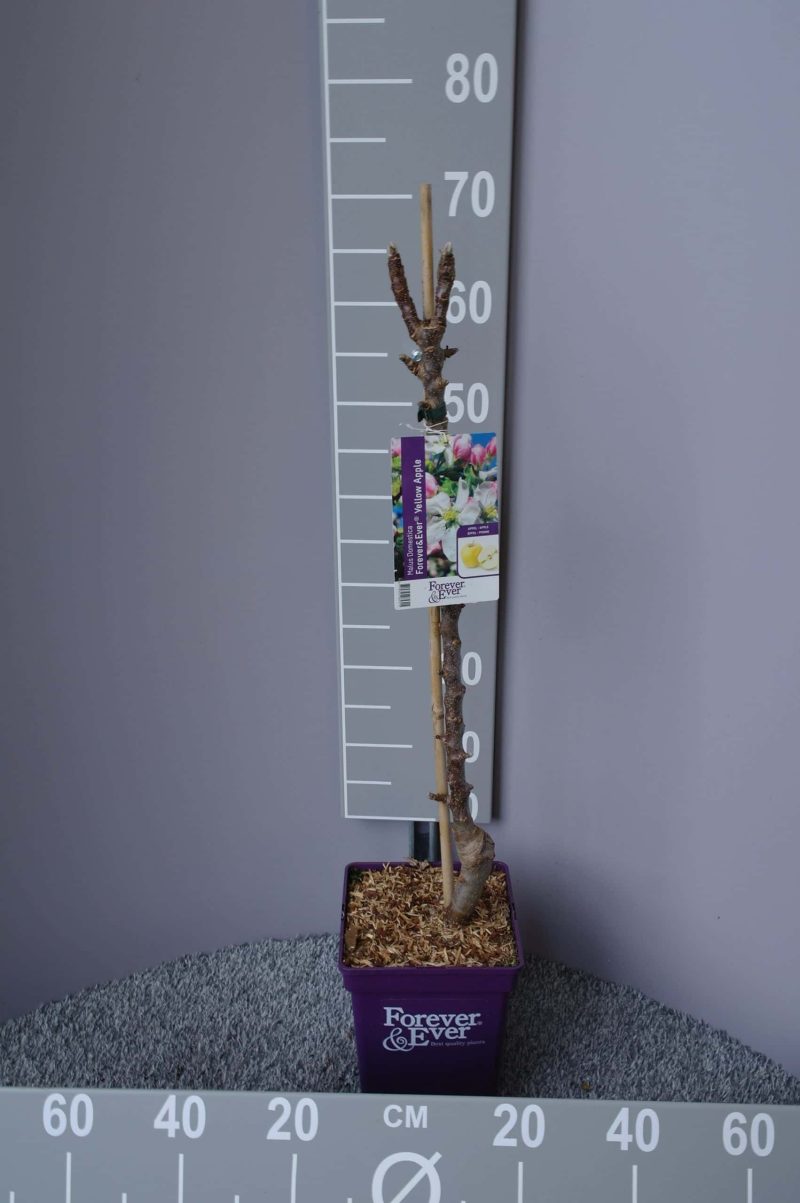 Gele appel Patioboom - Afbeelding 2