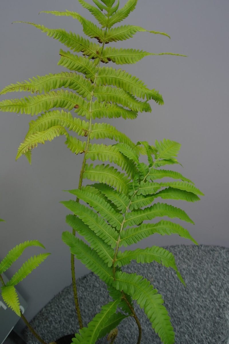Matteuccia Orientalis - Afbeelding 3