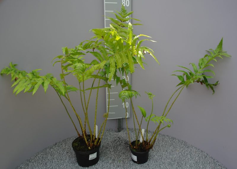 Matteuccia Orientalis - Afbeelding 2