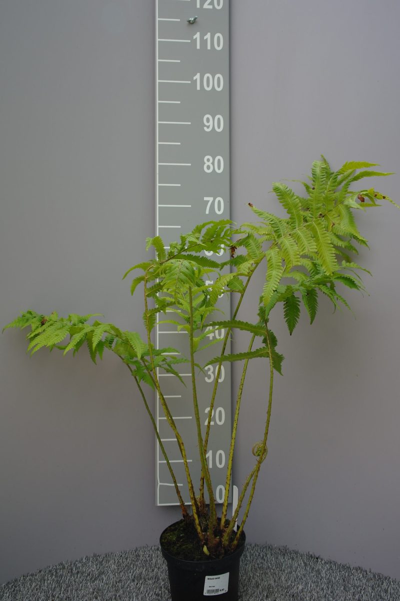 Matteuccia Orientalis