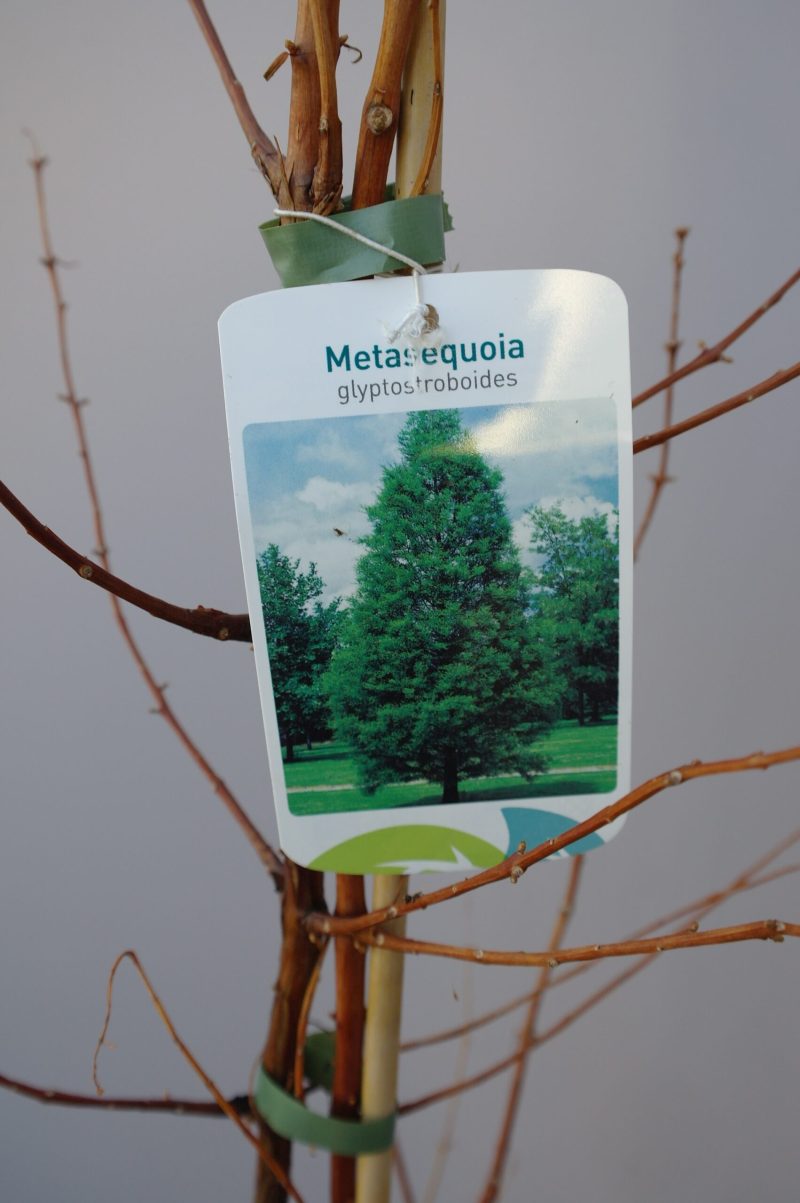 Metasequoia Glyptostroboides - Afbeelding 2