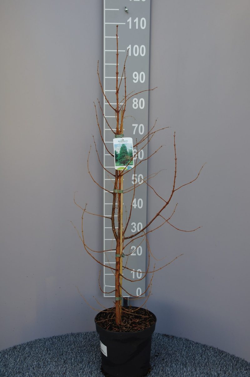 Metasequoia Glyptostroboides